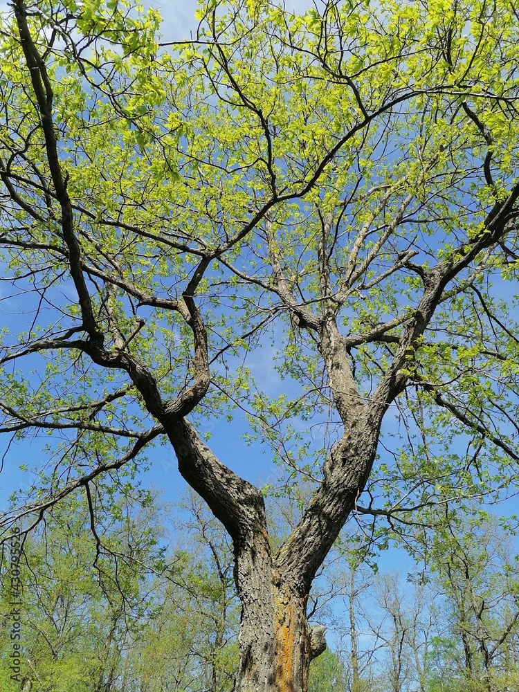 Fototapeta premium summer tree