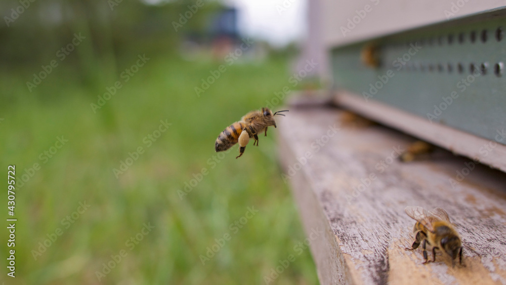 Abeille butineuse rentrant les pattes chargées de 2 pelotes de pollen Abeille butineuse rentrant les pattes chargées de 2 pelotes de pollen