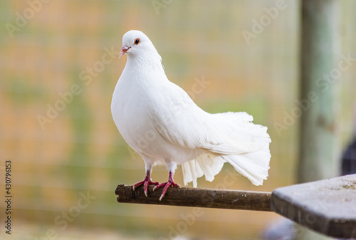 Foto Pomba