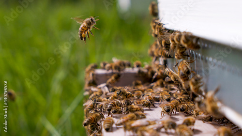 Abeille chargée de ollen atterrissant sur un parterre d'abeille  © Eric