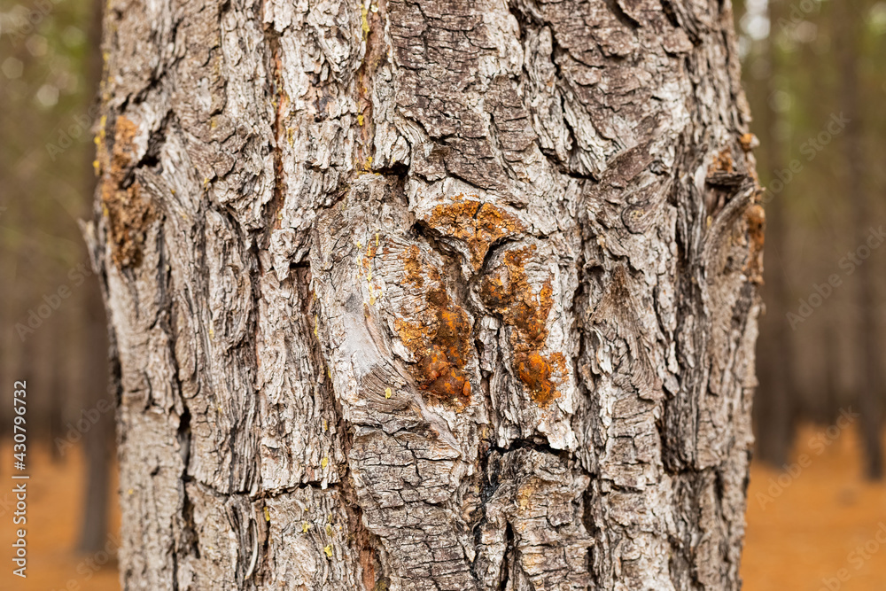 Macro close-up of bark and resin in Pine Forest