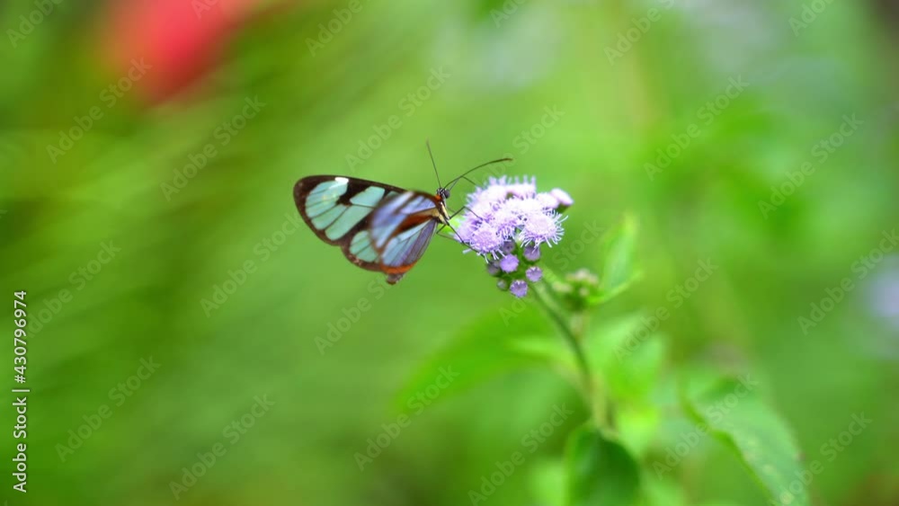 mariposa2 mariposa2