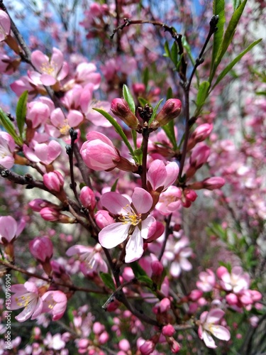 pink almond flowers spring bush close-up
