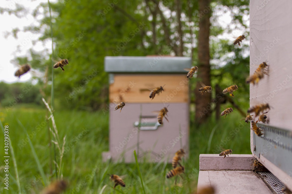 Vol des butineuses arrivant devant la ruche chargées de nectar et de pelotes de pollen Vol des butineuses arrivant devant la ruche chargées de nectar et de pelotes de pollen