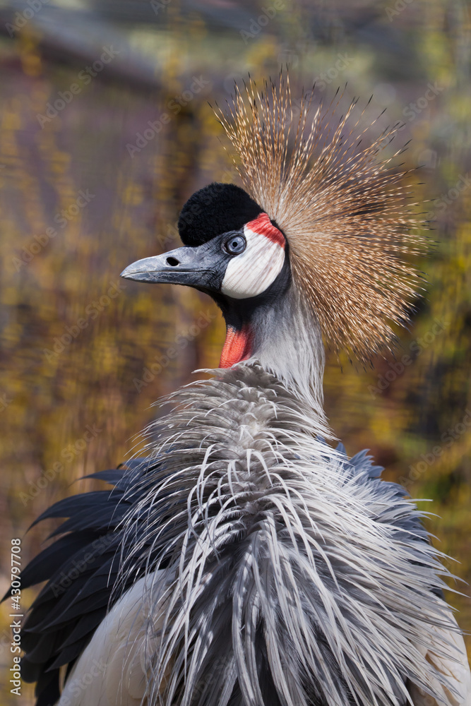 Fototapeta premium Arrogant African beauty Black crowned crane - important species blue feather golden crest