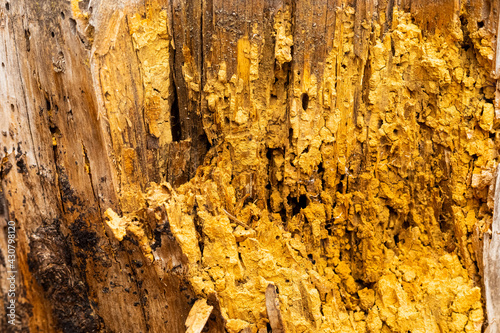 Macro close-up of rotten pine log stump photo