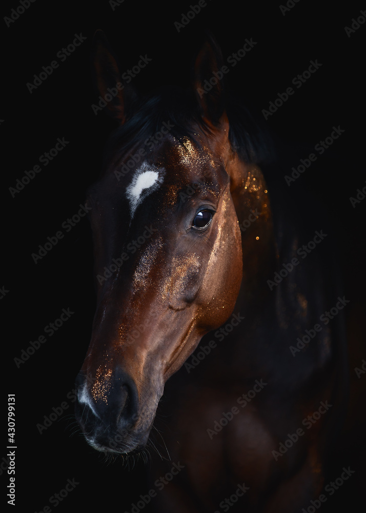 Naklejka art portrait of beautiful purebred dark bay mare with white spot on forehead with golden powder on fur isolated on black background