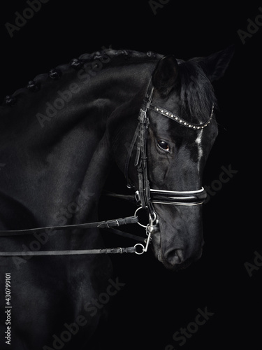 closeup portrait of beautiful black dressage mare horse in double bridle isolated on black background