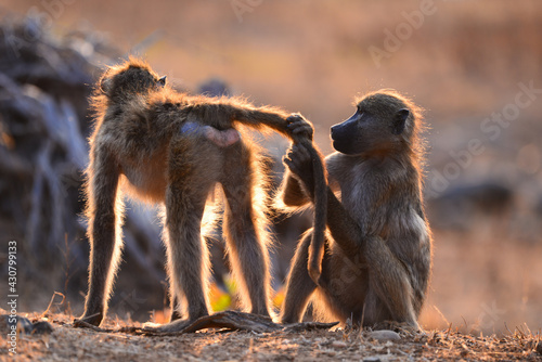 A baboon grooming another one's tail in the light of dawn, Kruger National Park, South Africa