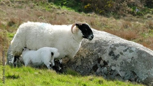A blackface sheep lamb sucking in a field in County Donegal - Ireland