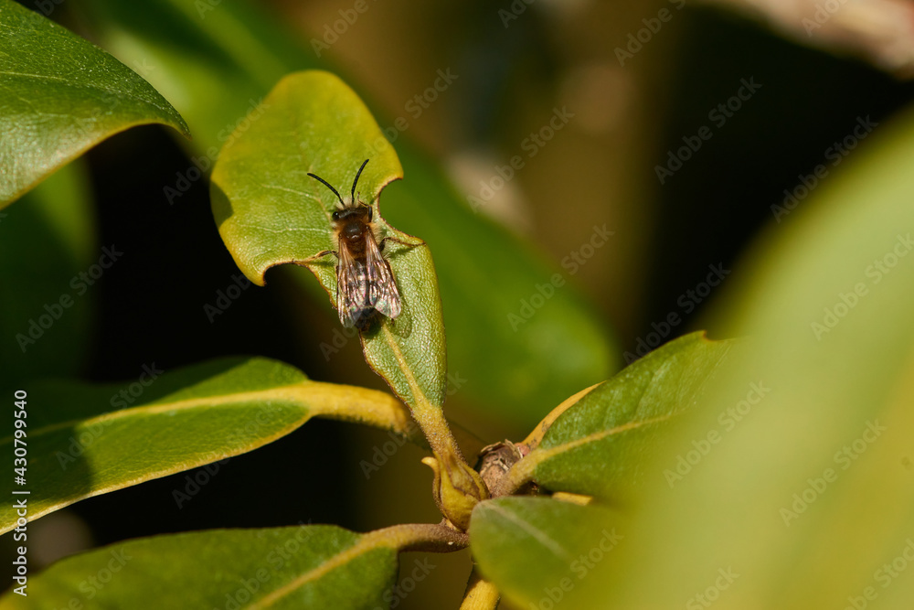 Obraz premium Sandbienen Männchen beim Sonnenbad im Frühjahr