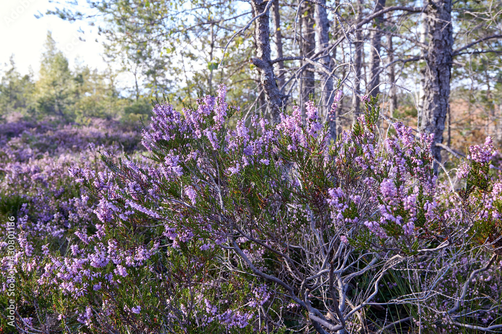 flowers of heather in the forest in the end of summer flowers of heather in the forest in the end of summer