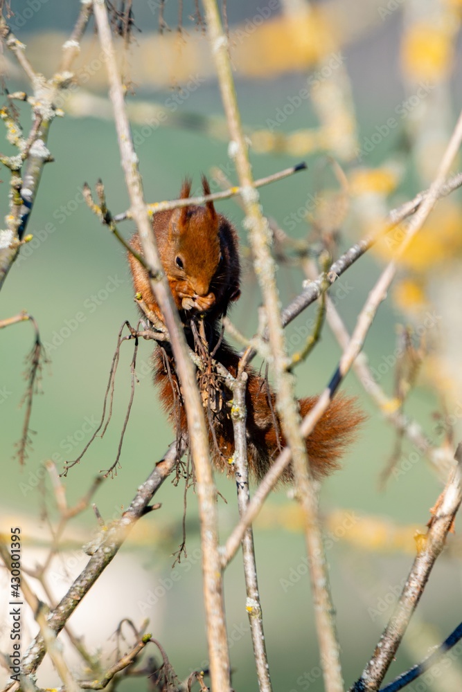 view of red squirrel in the trees