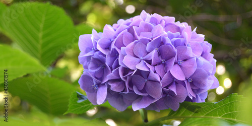 Panoramic photo of purple hydrangea flowers on a background of green leaves. Copy space for the text.