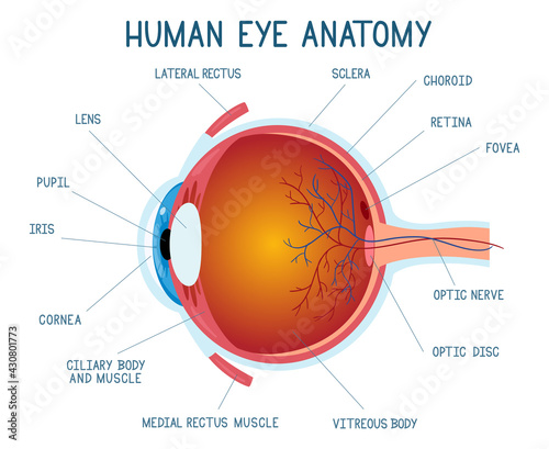 Cartoon eye anatomy scheme. Human eye ball infographic, eyeball inner structure vector illustration. Eye anatomy biology medicine poster © WinWin