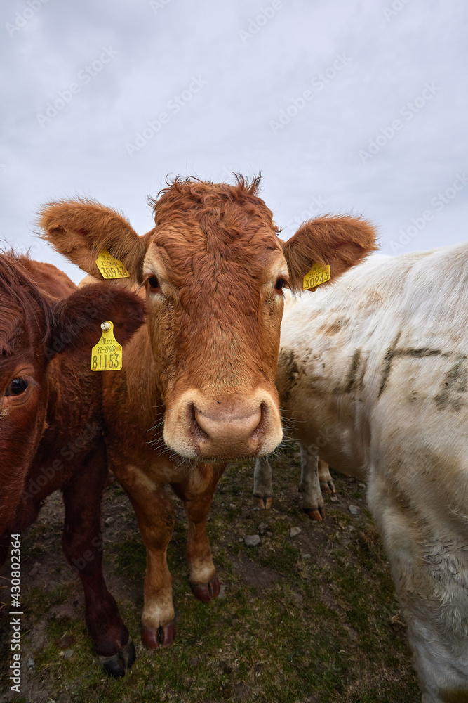 portrait of friesian brown cow with copy space for advertising portrait of friesian brown cow with copy space for advertising