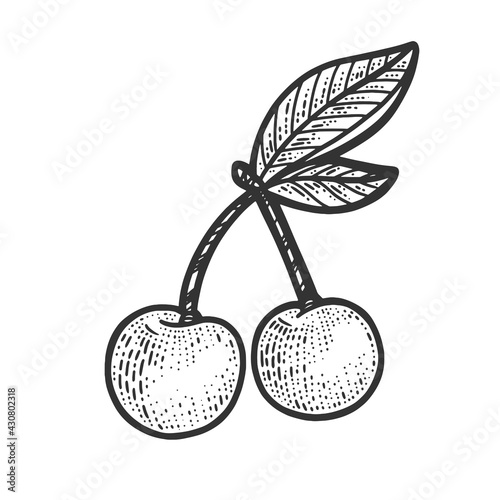sweet cherry berry sketch engraving vector illustration. T-shirt apparel print design. Scratch board imitation. Black and white hand drawn image.