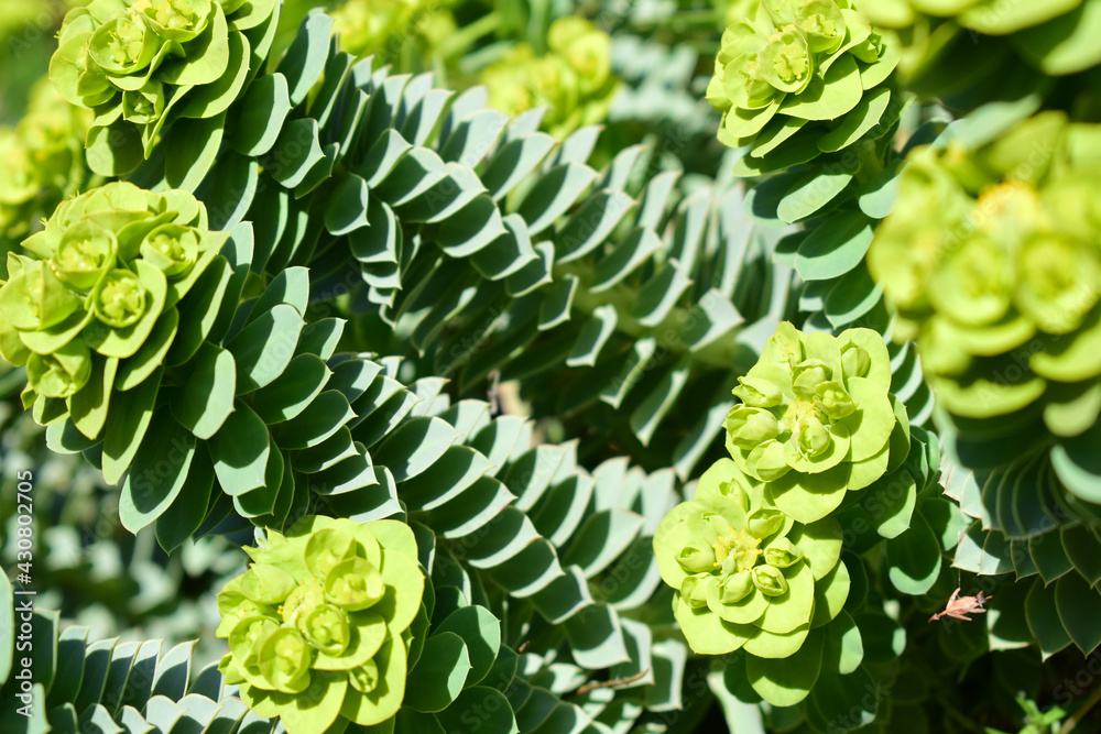 Wolsmilchgewächs mit symmetrischen Blättern, hellgrün und graugrün als Hintergrund, dichte Blüten
Wolsmilchgewächs mit symmetrischen Blättern, hellgrün und graugrün als Hintergrund, dichte Blüten