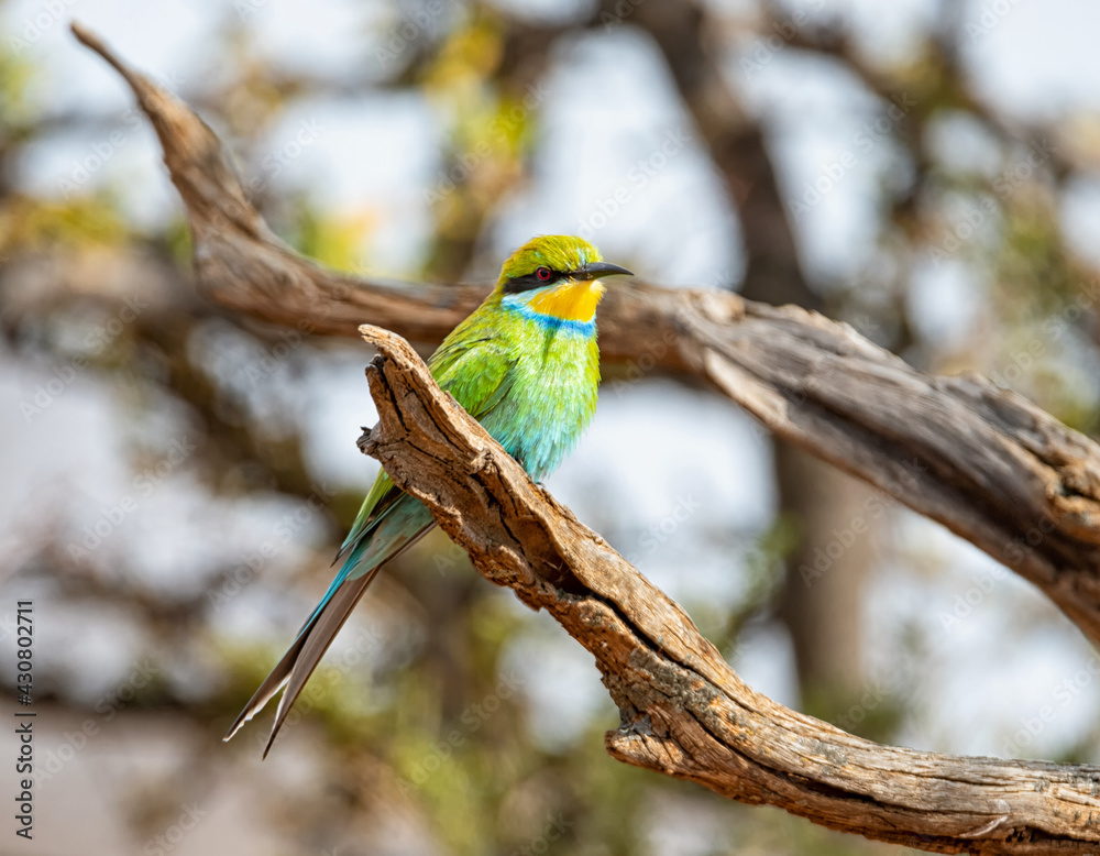 Fototapeta premium Swallow-tailed Bee-eater