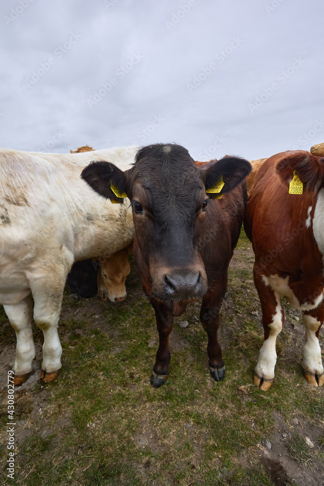 vertical format of cow line grazing on a ranch