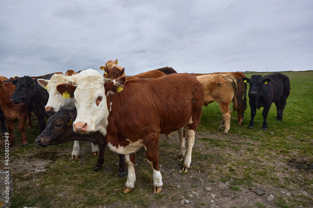 group of cows grazing in green meadow with copy space. group of cows grazing in green meadow with copy space.