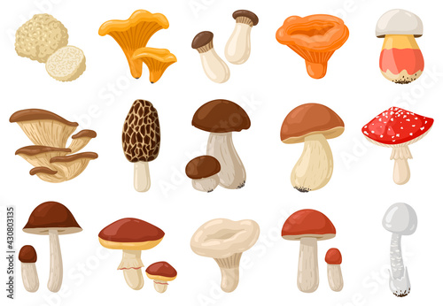 Cartoon mushrooms. Poisonous and edible mushroom, chanterelle, cep, amanita and truffle isolated vector illustration set. Forest wild mushrooms types