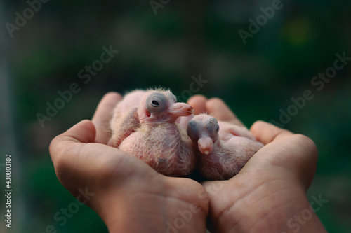 New born baby pegion in hand