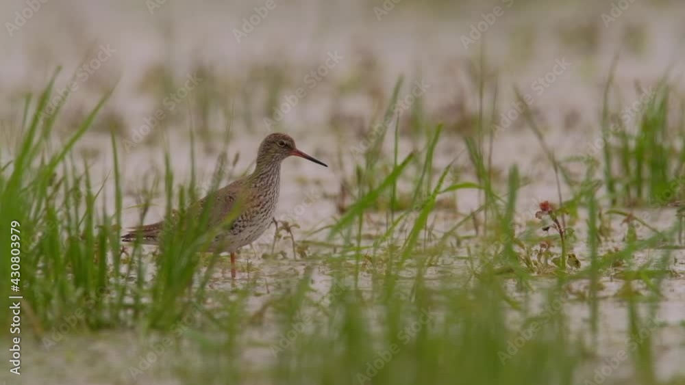 Common Redshank - Tringa totanus in the water pond Common Redshank - Tringa totanus in the water pond