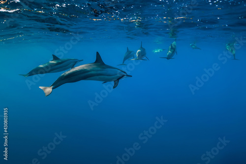 Dolphins family swimming in Indian ocean near Mauritius
