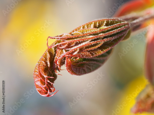 Ahorn (Acer)