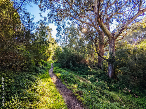 Wallpaper Mural Yarra Trails in Melbourne Australia Torontodigital.ca