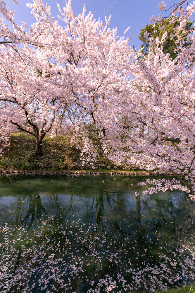 弘前市　弘前公園の満開の桜