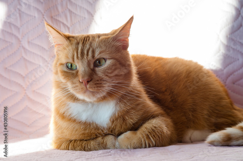 Red Cat. Beautiful domestic red cat. The cat is clean healthy groomed.