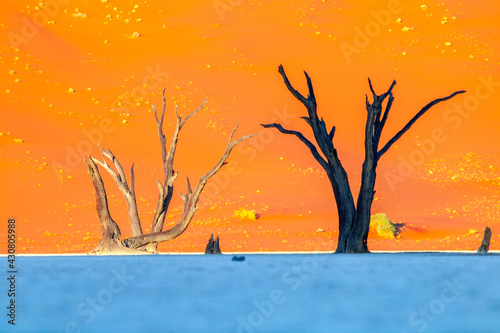 Fototapeta Naklejka Na Ścianę i Meble -  Silhouette of dead camel thorn trees in Namib Desert