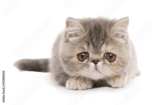 Принти на полотні Silver Tabby exotic shorthair kitten