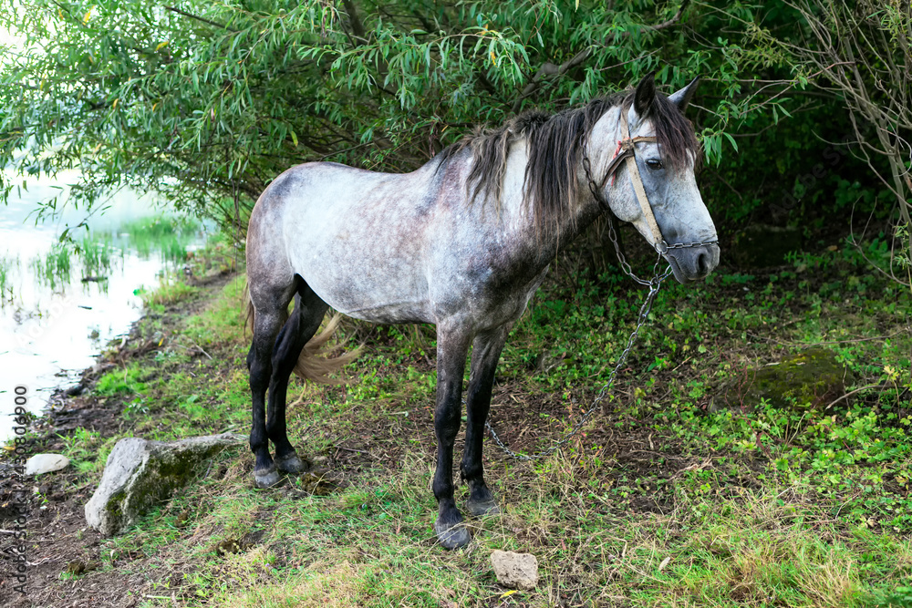 Dapple Gray Horse standing at the Riverside Dapple Gray Horse standing at the Riverside