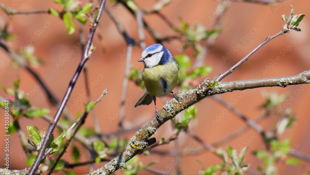 Blaumeise auf einem blühenden Apfelbaumzweig Blaumeise auf einem blühenden Apfelbaumzweig