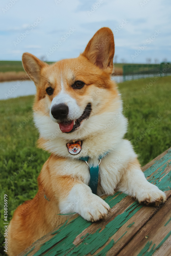 beautiful corgi dog relaxing in nature