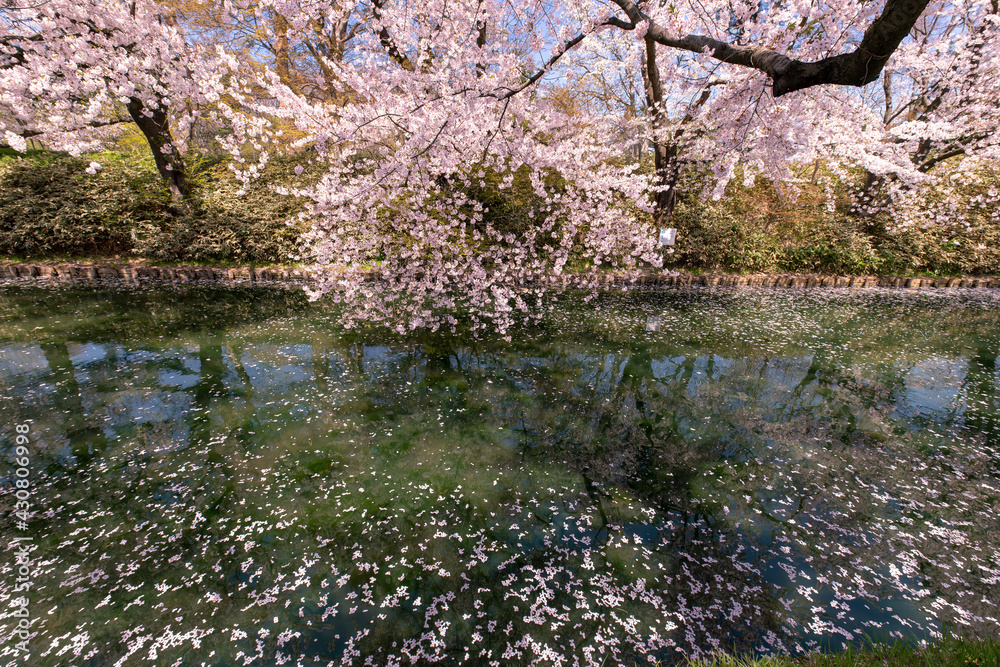 弘前市 弘前公園の満開の桜 弘前市 弘前公園の満開の桜