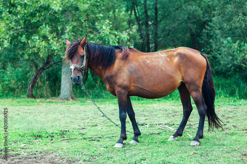 Brown horse with chains. Domestic horse looking at the camera