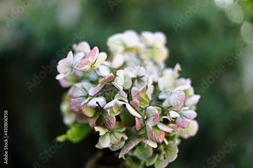 blooming hydrangea, closeup and selective focus, pink and green petals, natural background, flower