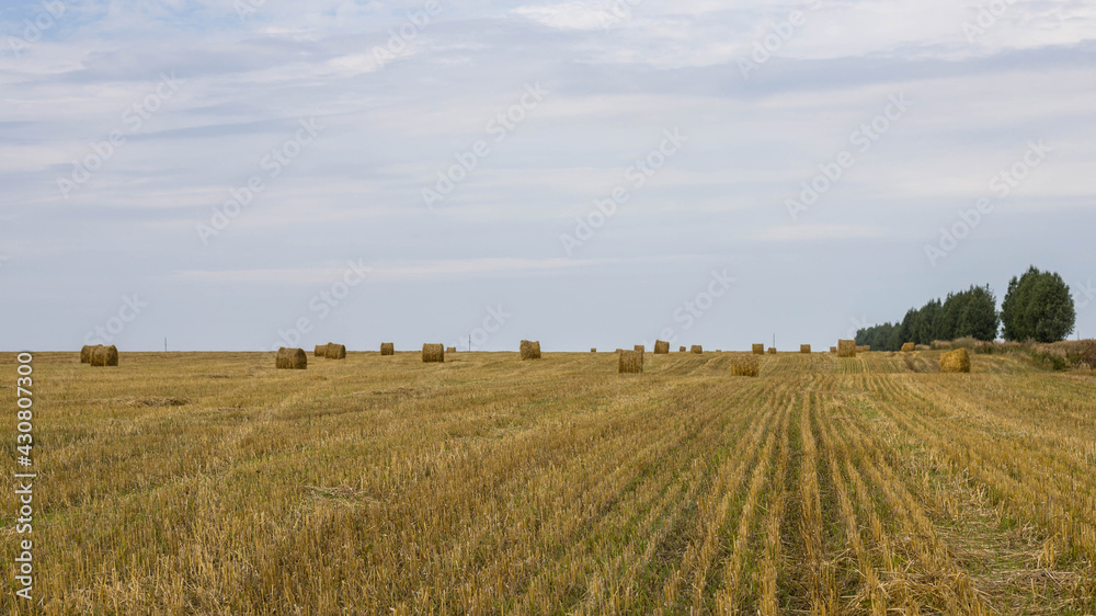 A huge farm field with lots of hay bales. Field after harvest.