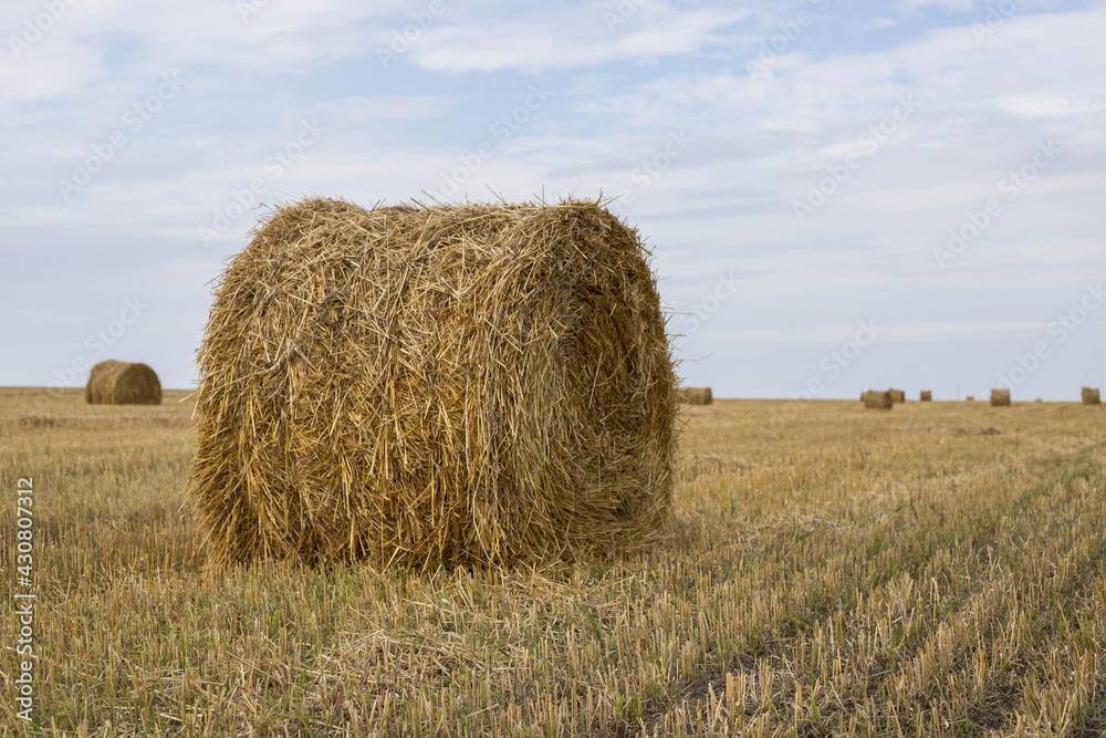 A huge bale of hay in a field. A haystack for livestock feed against a blue sky. Mown dry grass (hay) in a farmer's field.