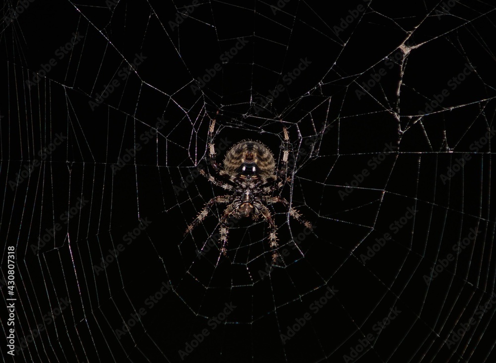 spider on the web spider on the web