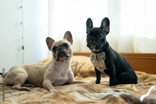 two cute french bulldog or puppy lying or resting on bed in room © k0teika