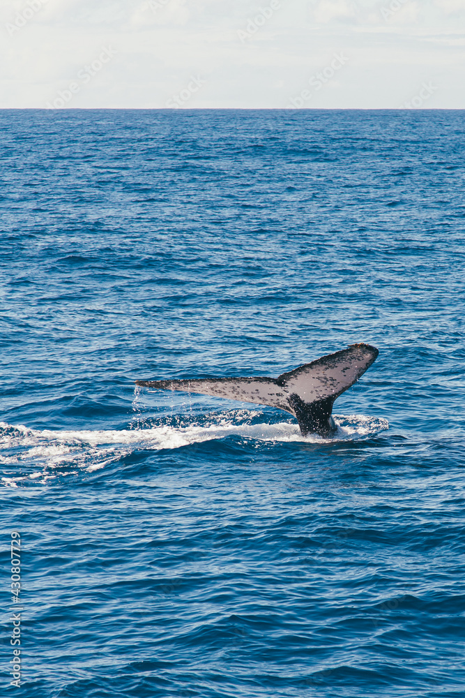 Fototapeta premium Humpback whale in the Atlantic Ocean