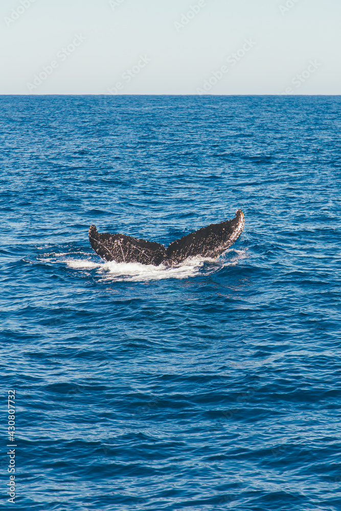 Fototapeta premium Humpback whale in the Atlantic Ocean