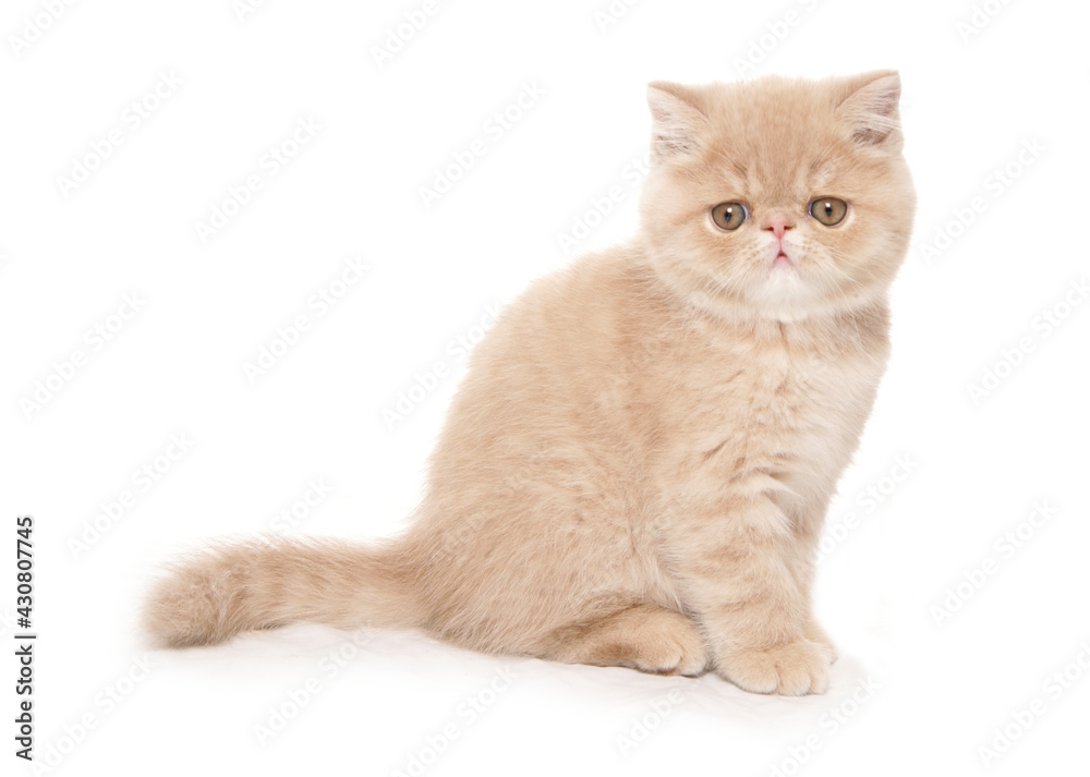 Fototapeta premium cream self exotic shorthair kitten