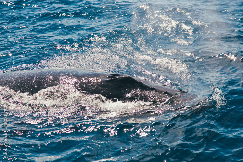 Obraz premium Humpback whale in the Atlantic Ocean