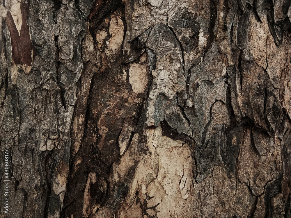Old tree bark with beautiful patterns for graphic design Old tree bark with beautiful patterns for graphic design